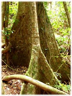 Gondwana Yağmur Ormanı, Queensland